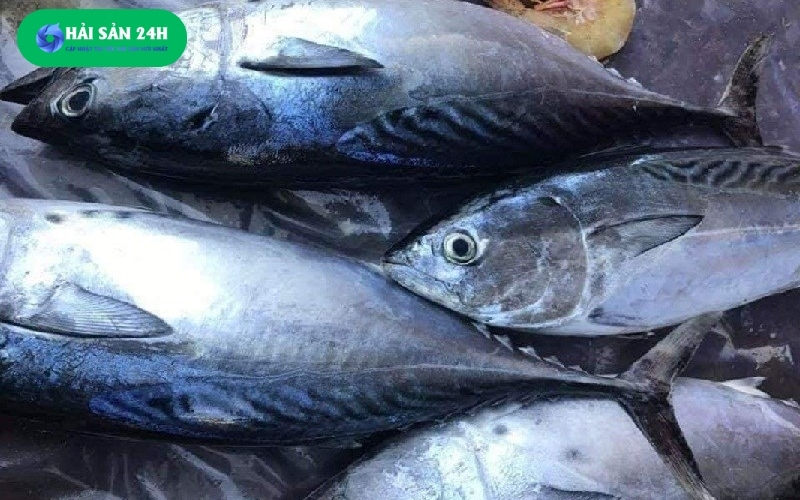 Cá ù làm món gì ngon? Tổng hợp 5 món ăn từ cá Ù dễ làm tại nhà 2 Cá ù là cá gì