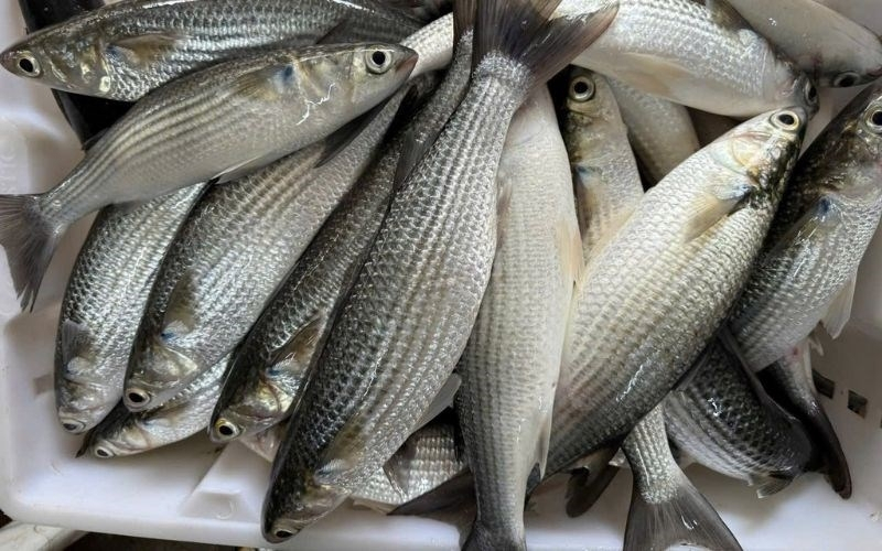 Cách chọn cá đối tươi ngon